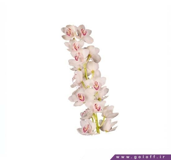 فروش آنلاین گل ارکیده سیمبیدیوم ونیتی - Cymbidium Orchid | گل آف
